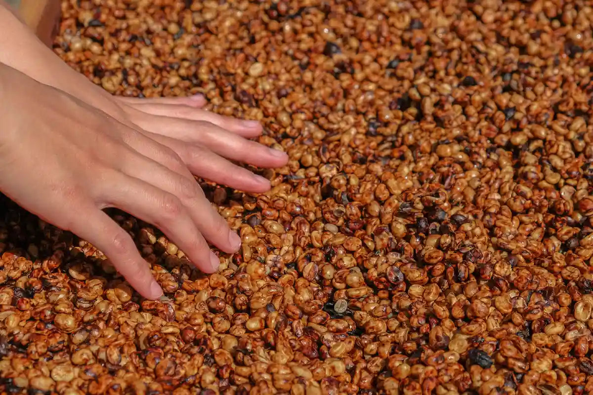 honey processed coffee