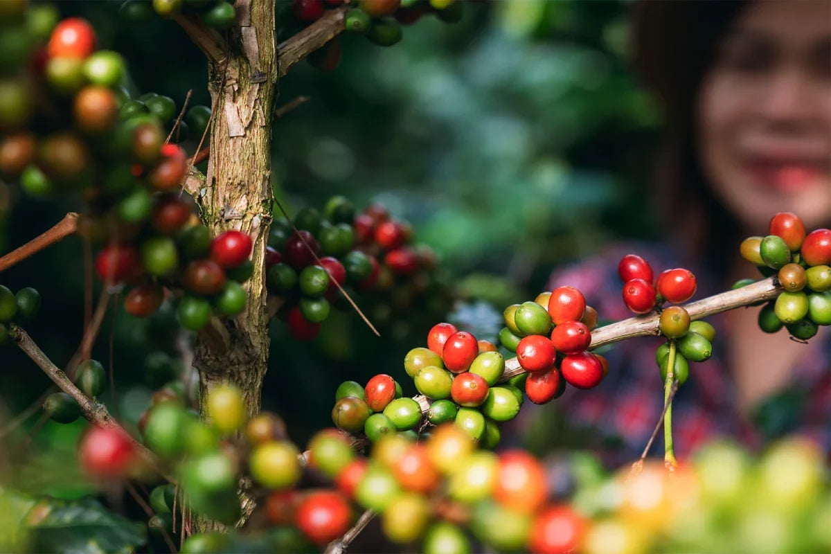Specialty coffee varieties: what the bag is telling you
