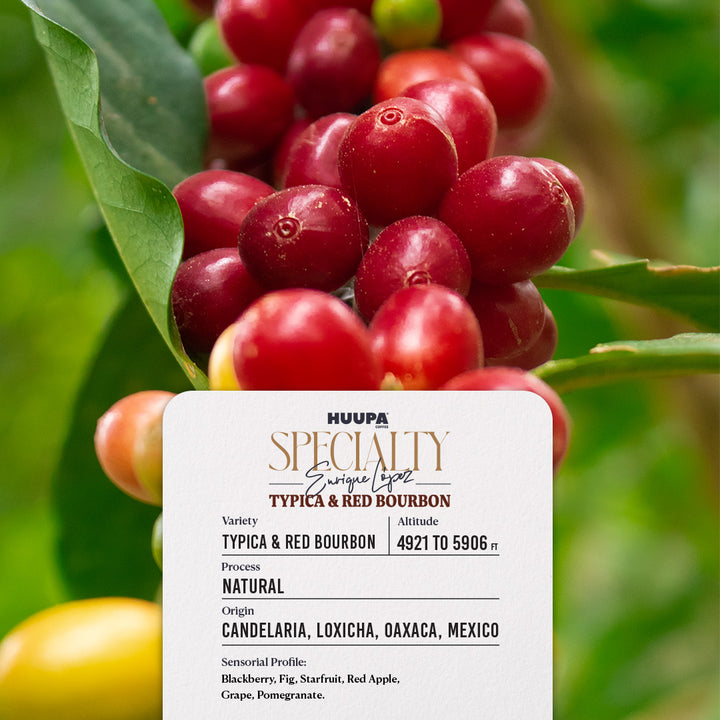 A close-up of ripe red coffee cherries on a plant with green leaves, with a white product label overlay showing Huupa Specialty Coffee details for Typica & Red Bourbon.