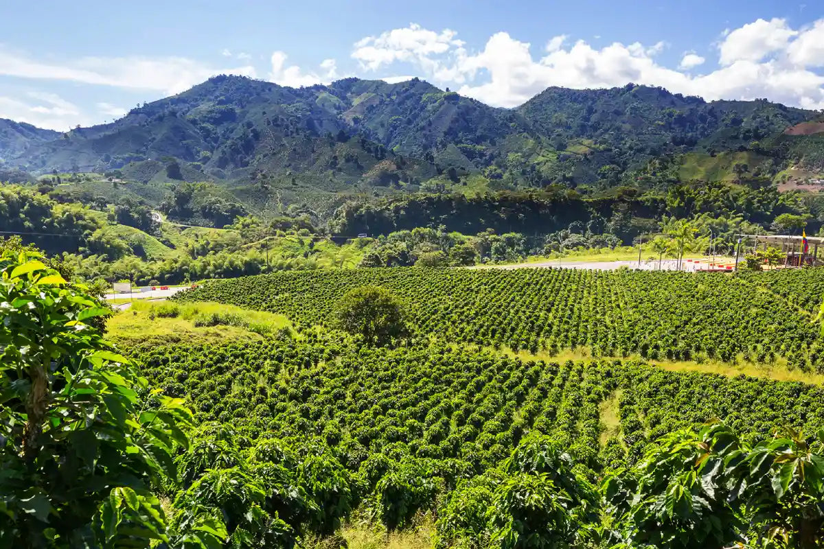 Chiapas coffee