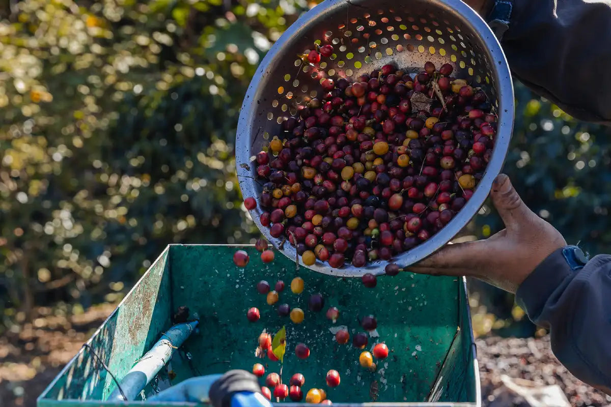 Coffee processing methods