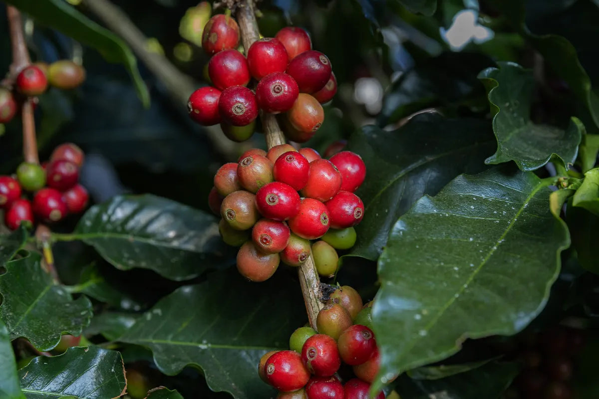 Geisha coffee beans