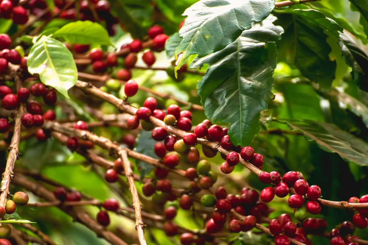 Mexican coffee beans