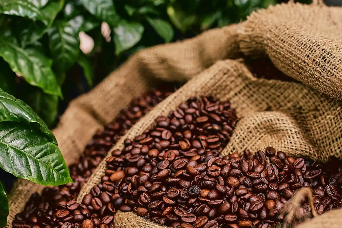 best coffee beans
