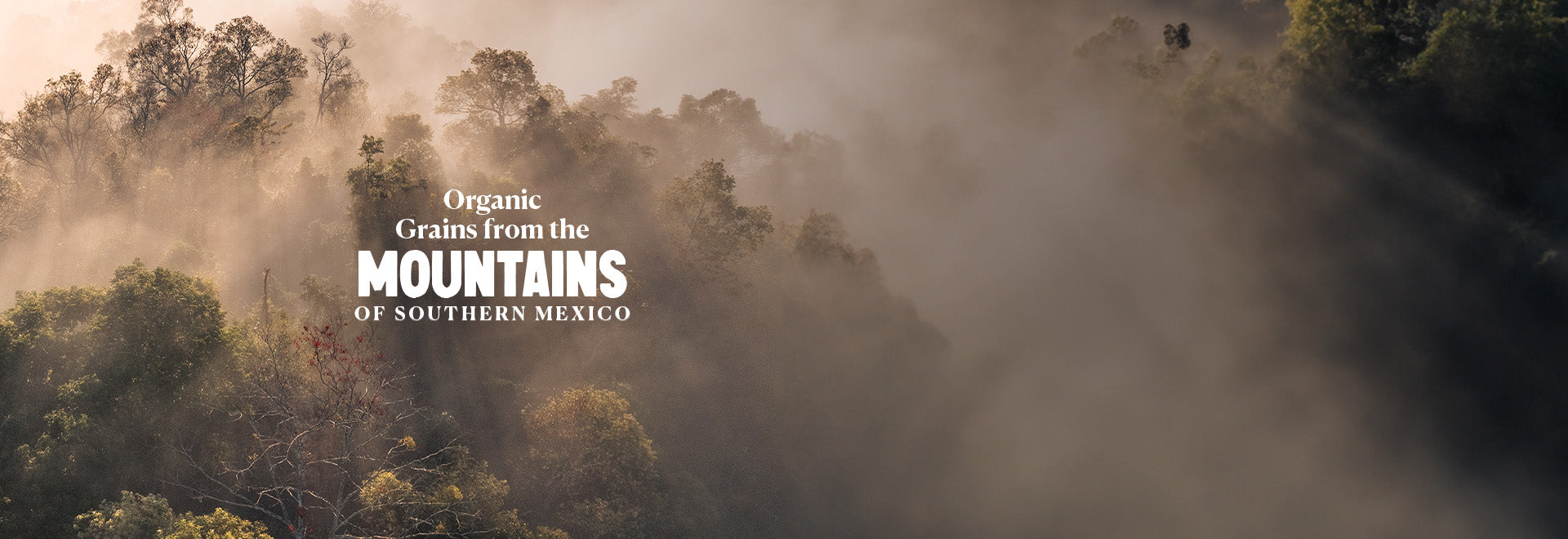 Coffee Beans from the Mountains of Southern Mexico